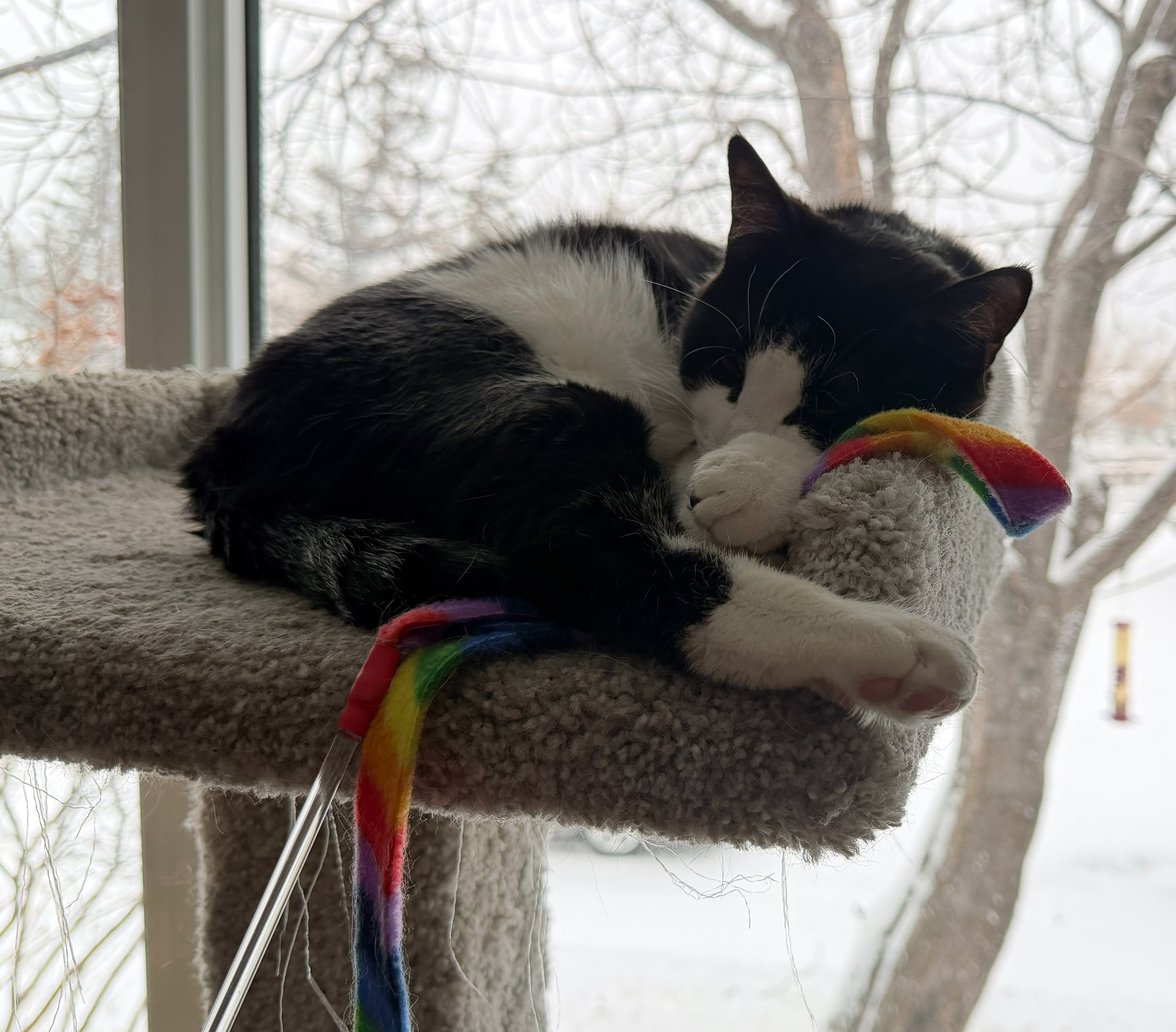Charlie, a black-and-white tuxedo cat