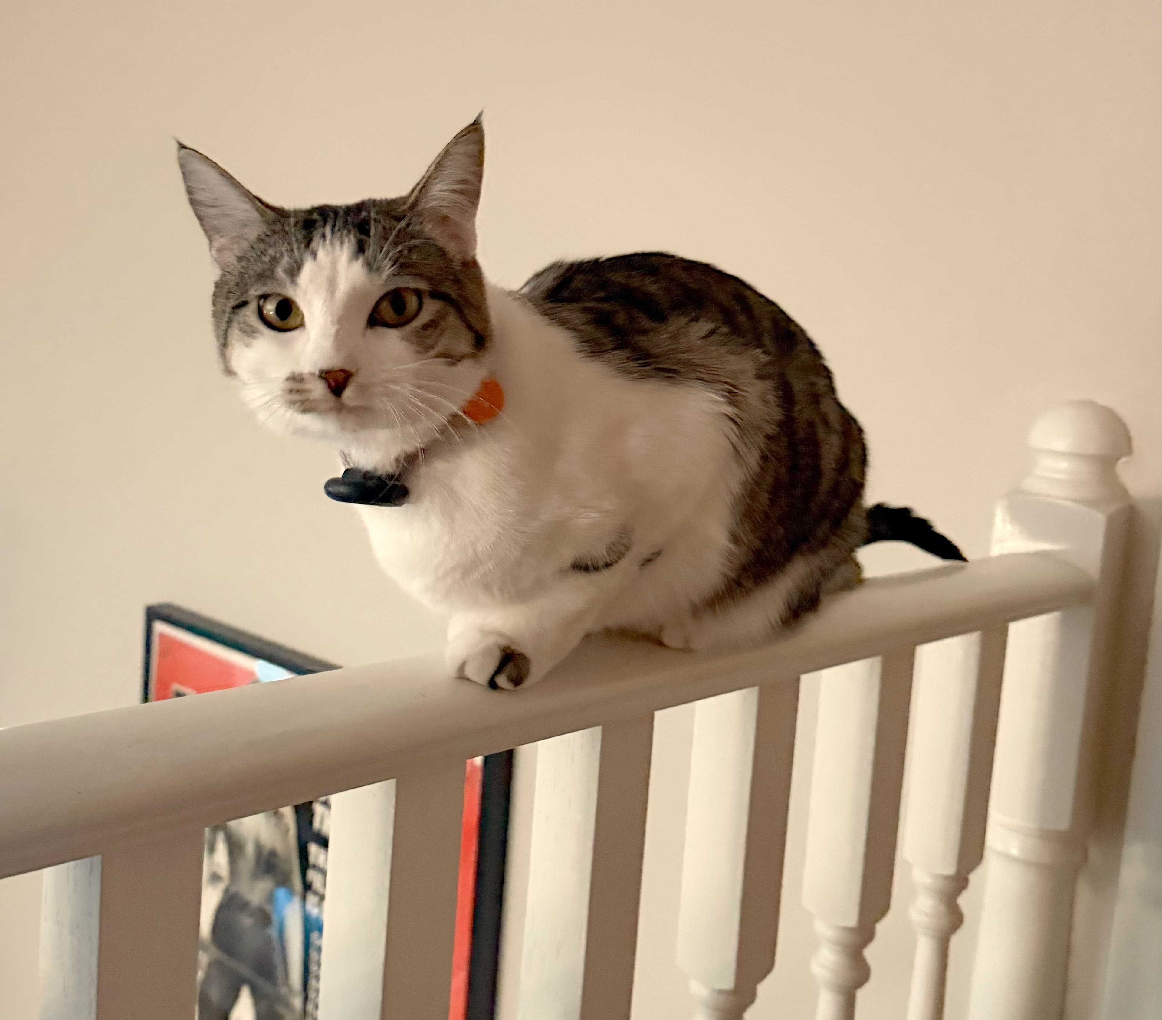 Mabel, a white and grey-striped tabby cat